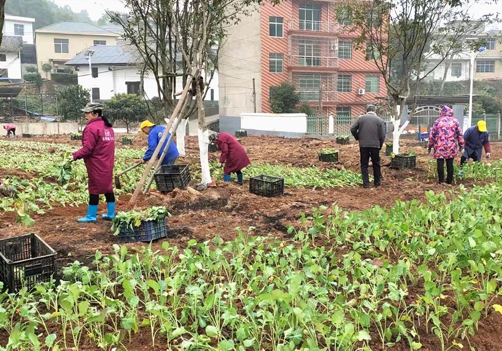 油菜基地 